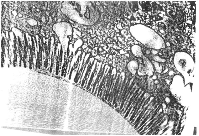 Ćelijska membrana